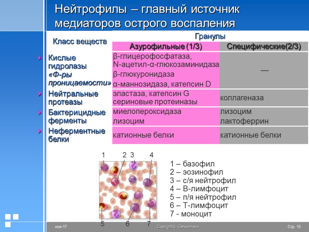 Нейтрофилы – главный источник медиаторов острого воспаления 1 – базофил 2 – эозинофил 3